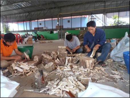 Aquilaria inoculation