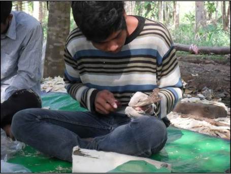 Aquilaria inoculation