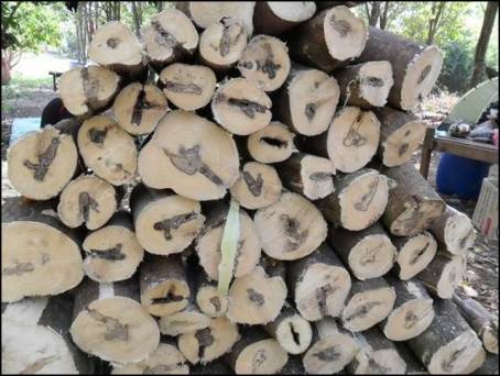 Aquilaria inoculation