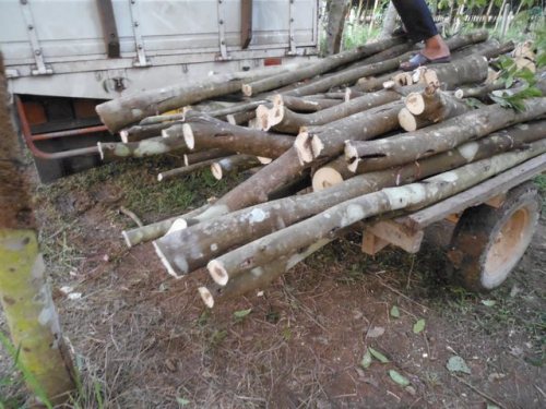 Gaharu 沉香 Agarwood