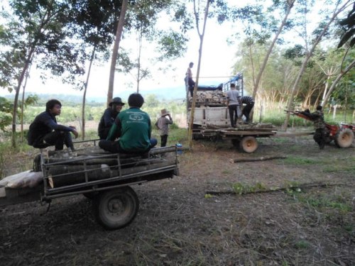 Gaharu 沉香 Agarwood