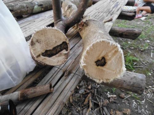 Gaharu 沉香 Agarwood