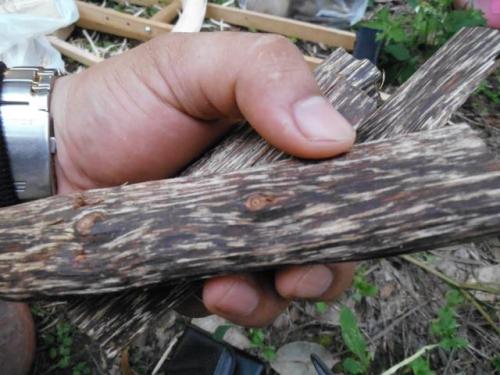 Gaharu 沉香 Agarwood