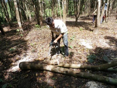 Gaharu 沉香 Agarwood