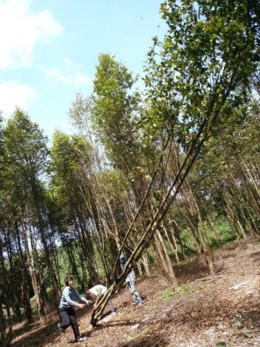 Gaharu 沉香 Agarwood