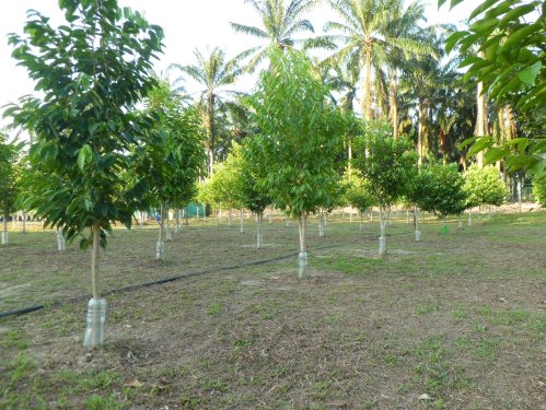  Gaharu 沉香 Agarwood 