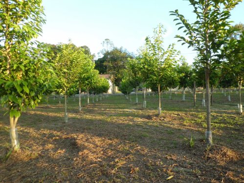  Gaharu 沉香 Agarwood 