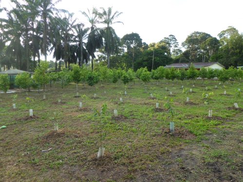  Gaharu 沉香 Agarwood 