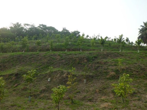  Gaharu 沉香 Agarwood 