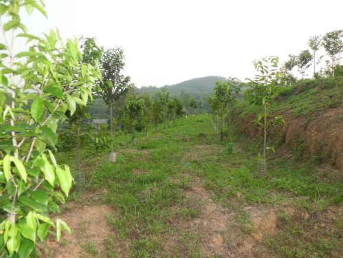  Gaharu 沉香 Agarwood 