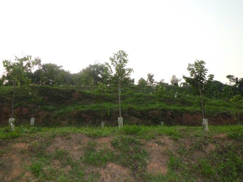  Gaharu 沉香 Agarwood 