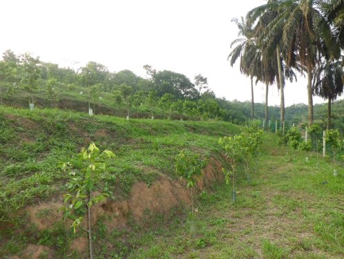  Gaharu 沉香 Agarwood 