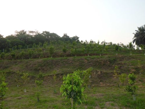  Gaharu 沉香 Agarwood 