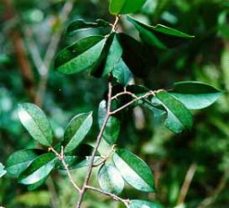 aetoxylon_sympetalum_gaharu_buaya