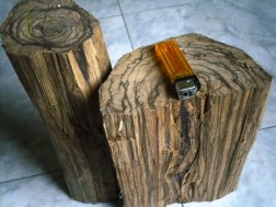 Gaharu_Buaya_Kayu_Bouya