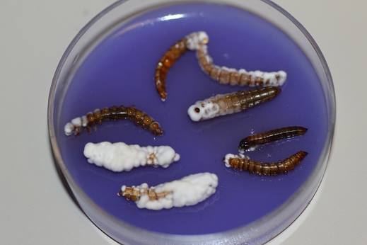 1006238_515591431845098_1217057445_n