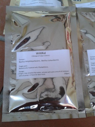 Bacillus amyloliquefaciens