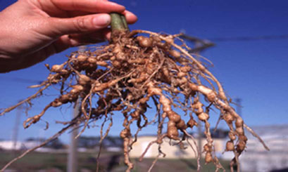 nematode_nodules