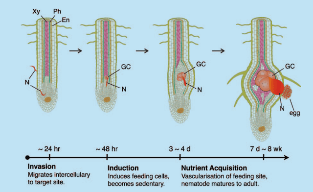 nematodeformationblog