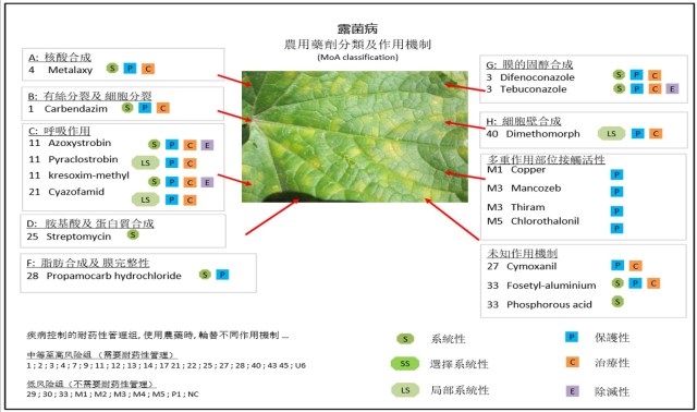 %e9%9c%b2%e8%8f%8c%e7%97%85
