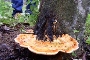 Rigidoporus microporus