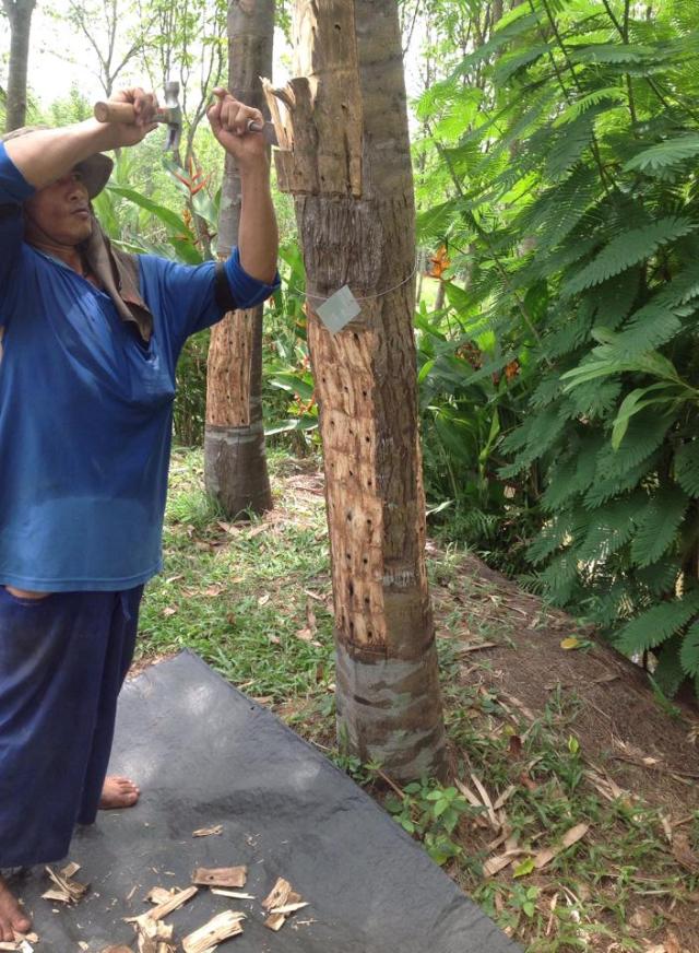 Tree Inoculation Artificial inoculation | Gaharu 沉香 Agarwood