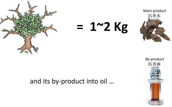 perspective vs reality