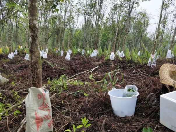 Traditional trees were modified to 