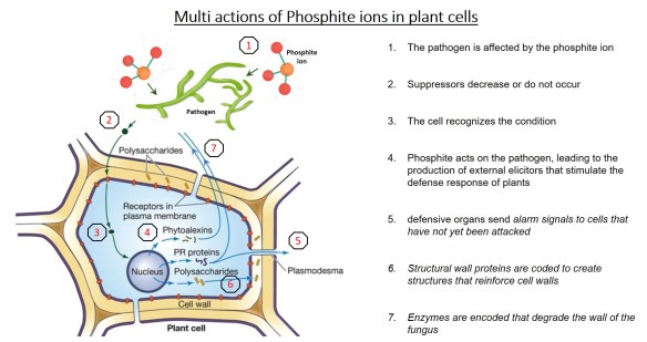 phosphite ion