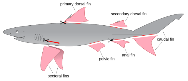 1024px-Shark_finning_diagram.svg